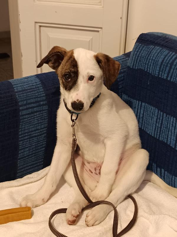 Jonas cucciolino 4 mesi taglia piccola Foto 3